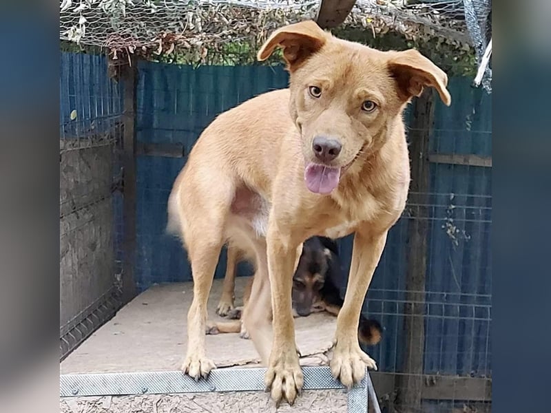 Greeg, ein ganz hübscher !