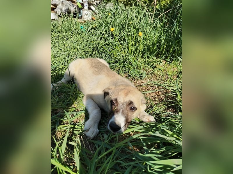 Wo Sind die Menschen für das freundliche Hundebaby Remy❤️?