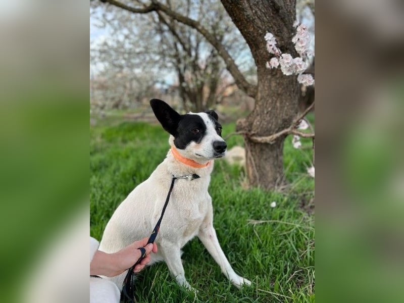 Elsa ❤️ zarte Seele auf der Suche nach ihrem Platz im Leben