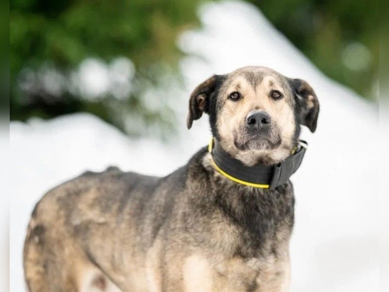 Wunderschöner Hundemann ❤️ Ricky sehnt sich nach seinen Menschen