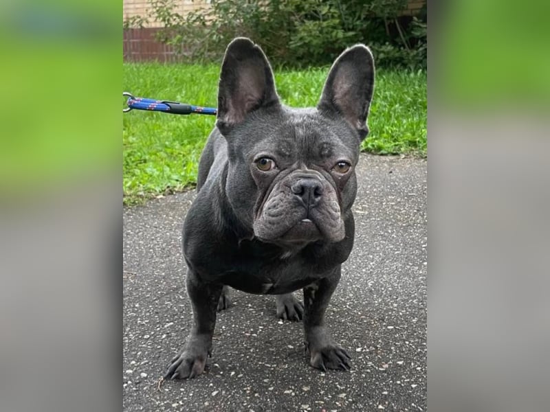 Liebevolle Hündin Bulya ❤️ sucht fürsorgliches Zuhause
