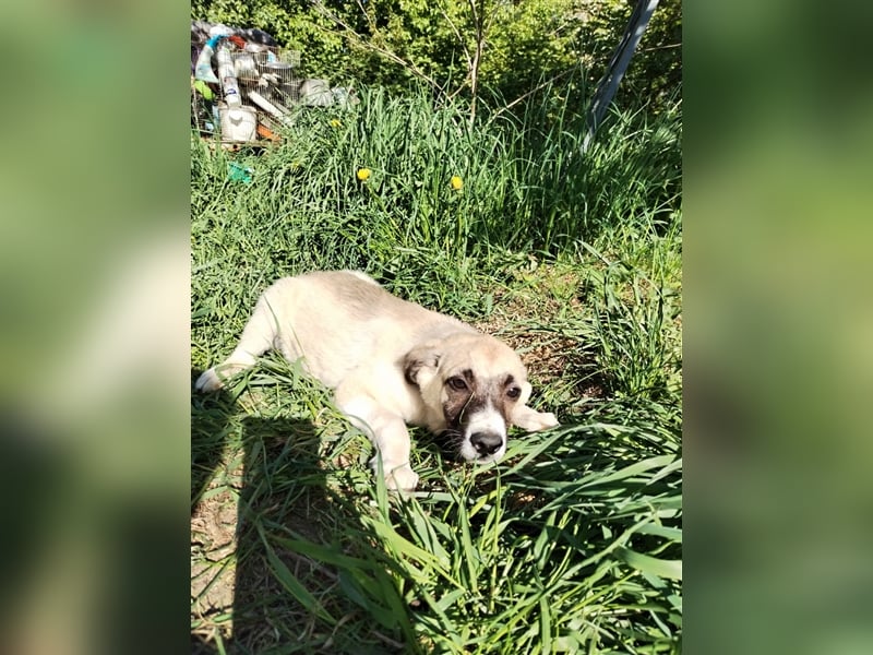 Wo Sind die Menschen für das freundliche Hundebaby Remy❤️?