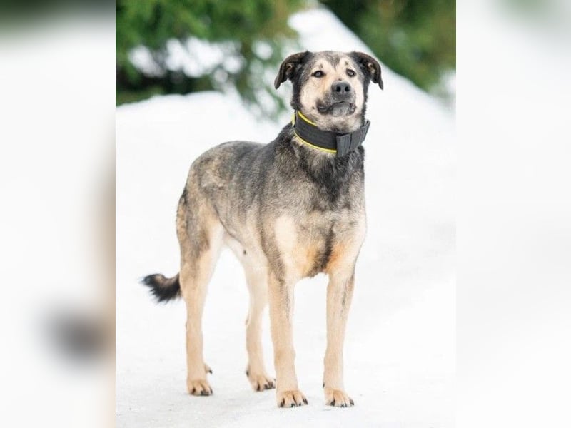 Wunderschöner Hundemann ❤️ Ricky sehnt sich nach seinen Menschen