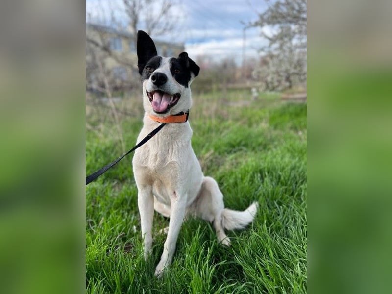 Elsa ❤️ zarte Seele auf der Suche nach ihrem Platz im Leben