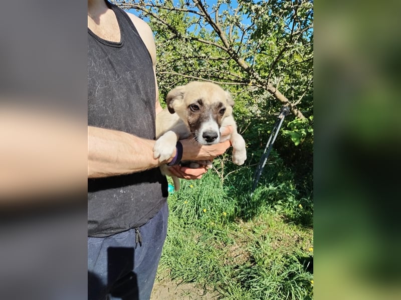 Wo Sind die Menschen für das freundliche Hundebaby Remy❤️?