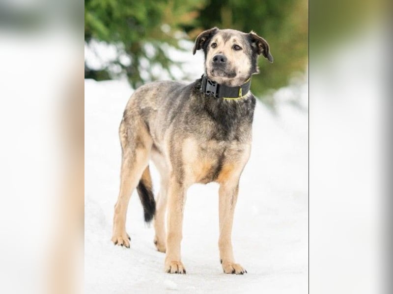 Wunderschöner Hundemann ❤️ Ricky sehnt sich nach seinen Menschen