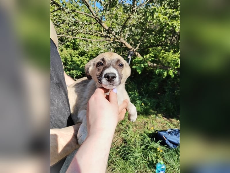 Wo Sind die Menschen für das freundliche Hundebaby Remy❤️?