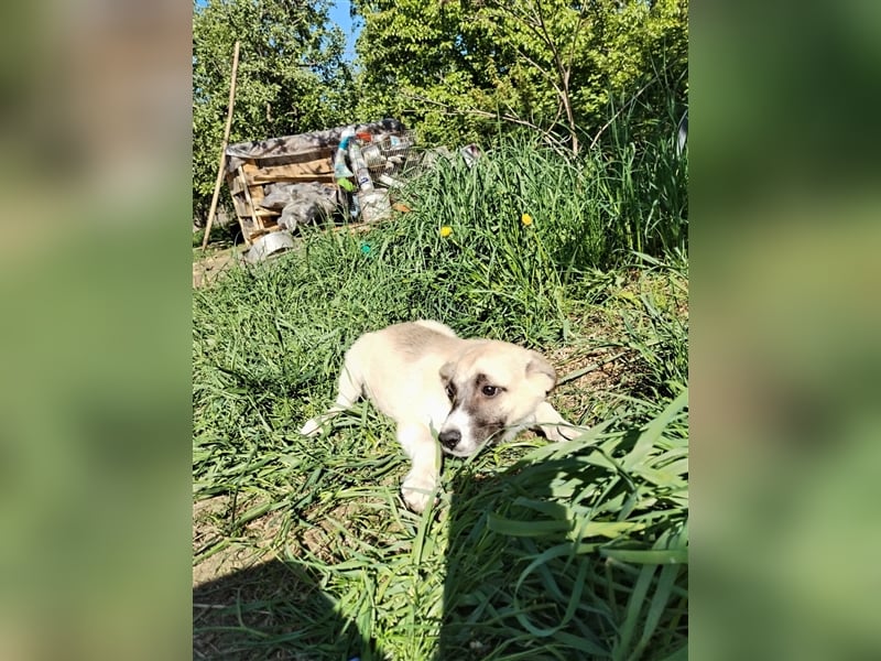 Wo Sind die Menschen für das freundliche Hundebaby Remy❤️?