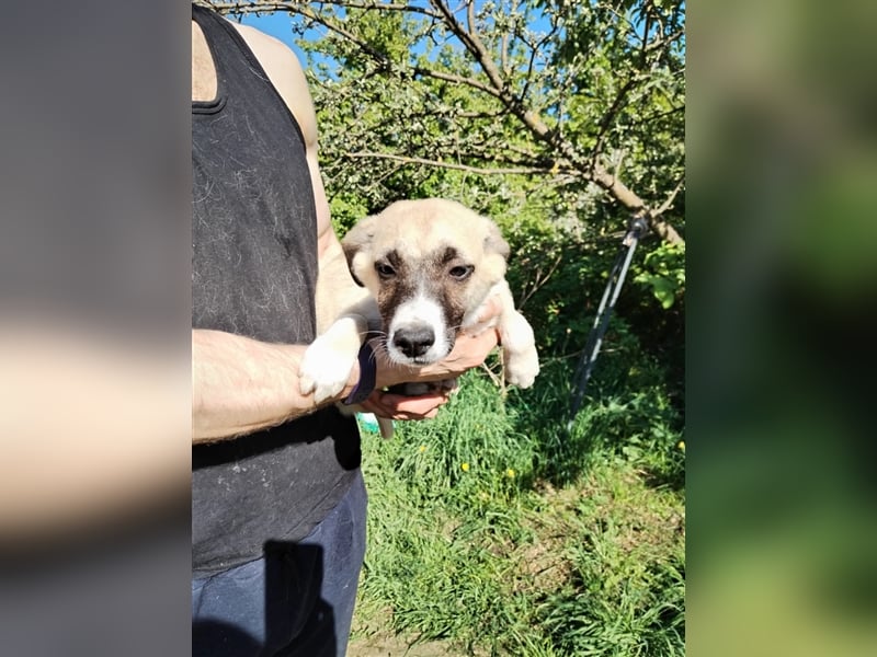 Wo Sind die Menschen für das freundliche Hundebaby Remy❤️?