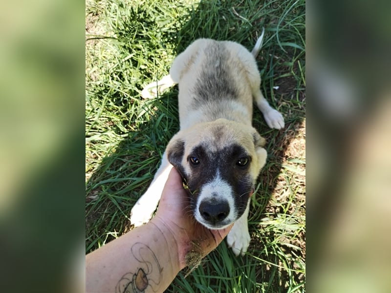 Wo Sind die Menschen für das freundliche Hundebaby Remy❤️?