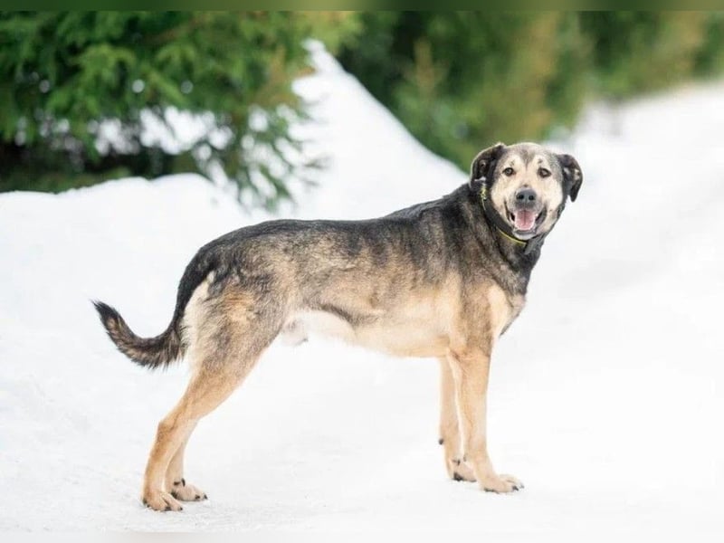 Wunderschöner Hundemann ❤️ Ricky sehnt sich nach seinen Menschen