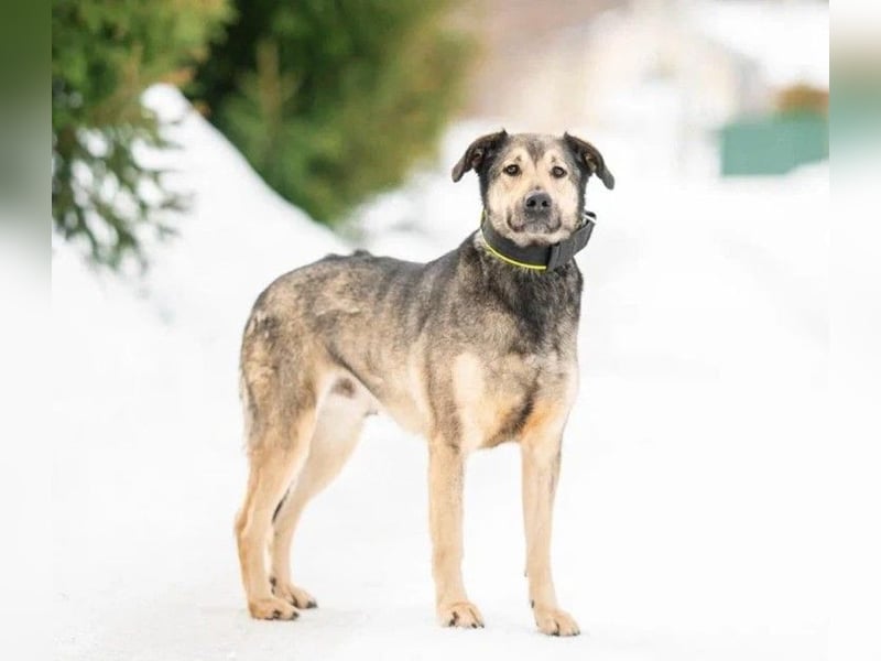 Wunderschöner Hundemann ❤️ Ricky sehnt sich nach seinen Menschen
