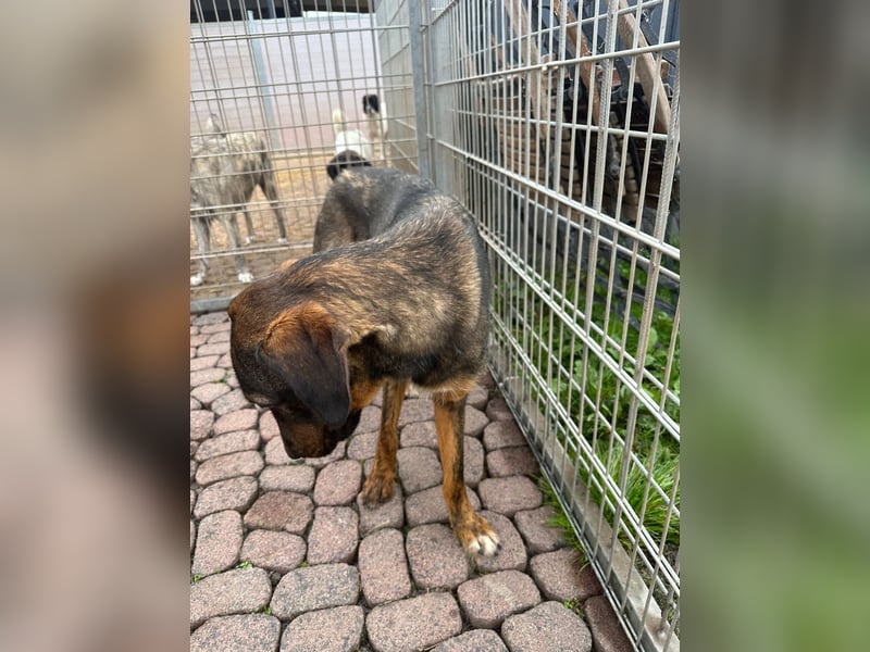 Der vorsichtige Adriano sucht ein liebevolles Zuhause