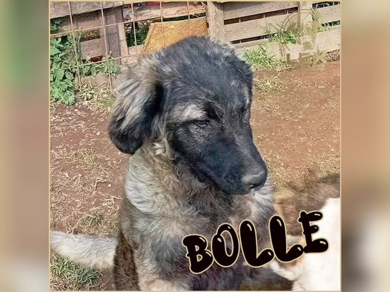 BOLLE - liebevoller HSH Mix