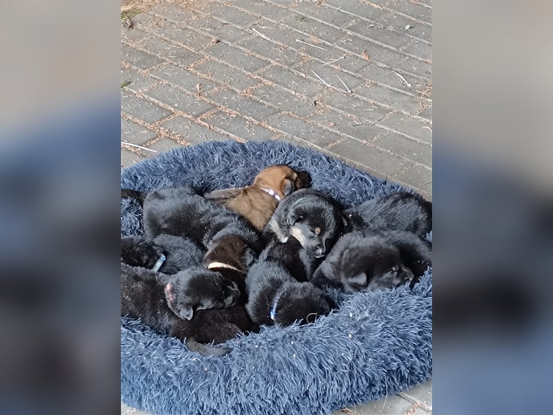 Mischlingswelpen Akita inu Ridgeback Schäferhundwelpen