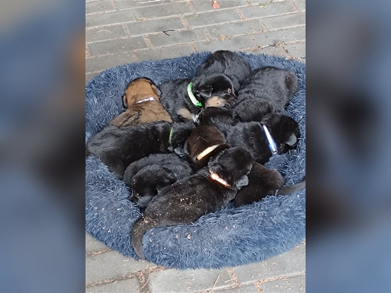 Mischlingswelpen Akita inu Ridgeback Schäferhundwelpen