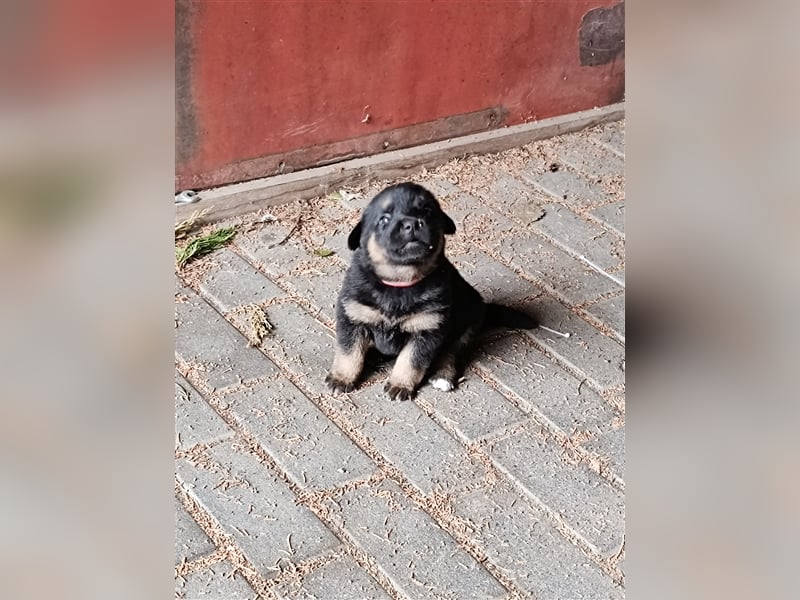 Mischlingswelpen Akita inu Ridgeback Schäferhundwelpen