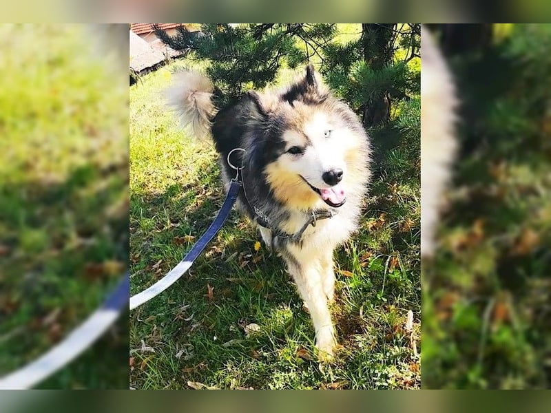 Husky-Mix Arci sucht seine liebe Familie