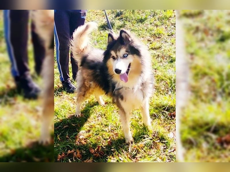 Husky-Mix Arci sucht seine liebe Familie