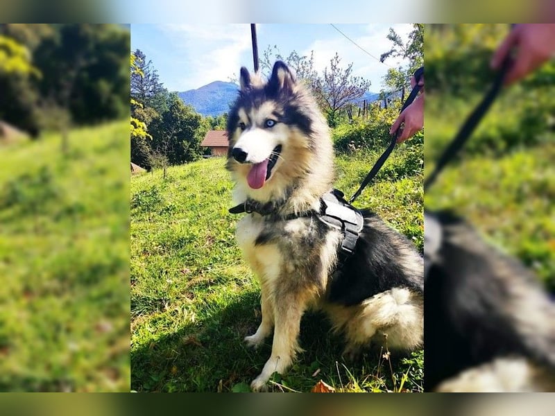 Husky-Mix Arci sucht seine liebe Familie