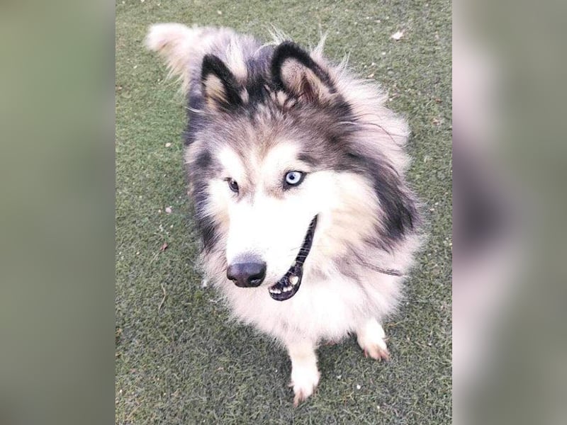 Husky-Mix Arci sucht seine liebe Familie