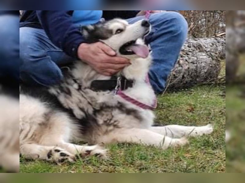 Husky-Mix Arci sucht seine liebe Familie