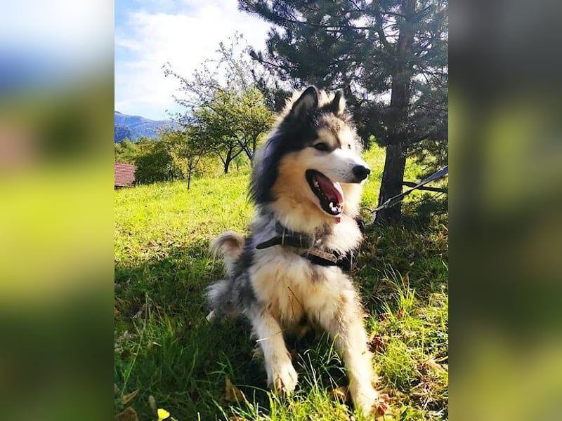 Husky-Mix Arci sucht seine liebe Familie