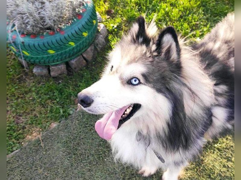 Husky-Mix Arci sucht seine liebe Familie