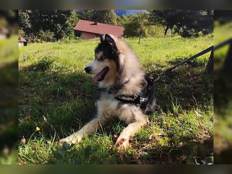 Husky-Mix Arci sucht seine liebe Familie