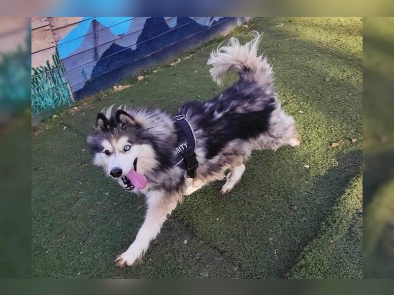 Husky-Mix Arci sucht seine liebe Familie