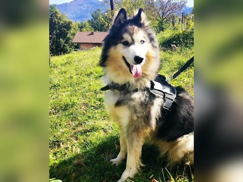 Husky-Mix Arci sucht seine liebe Familie