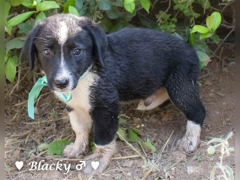 Blackie  und Joker suchen   ein Zuhause