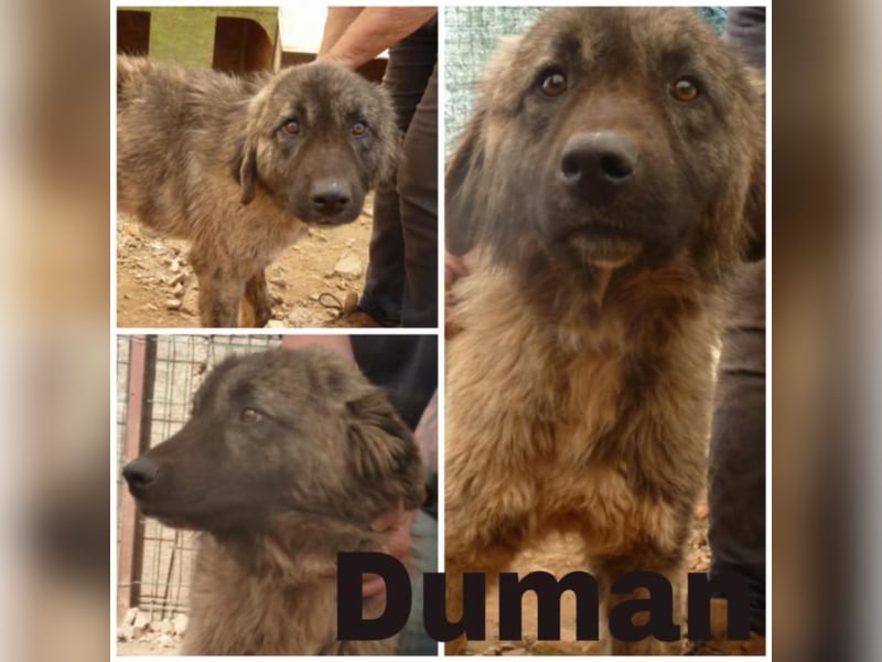 Schmusebacke Duman sucht seine Familie
