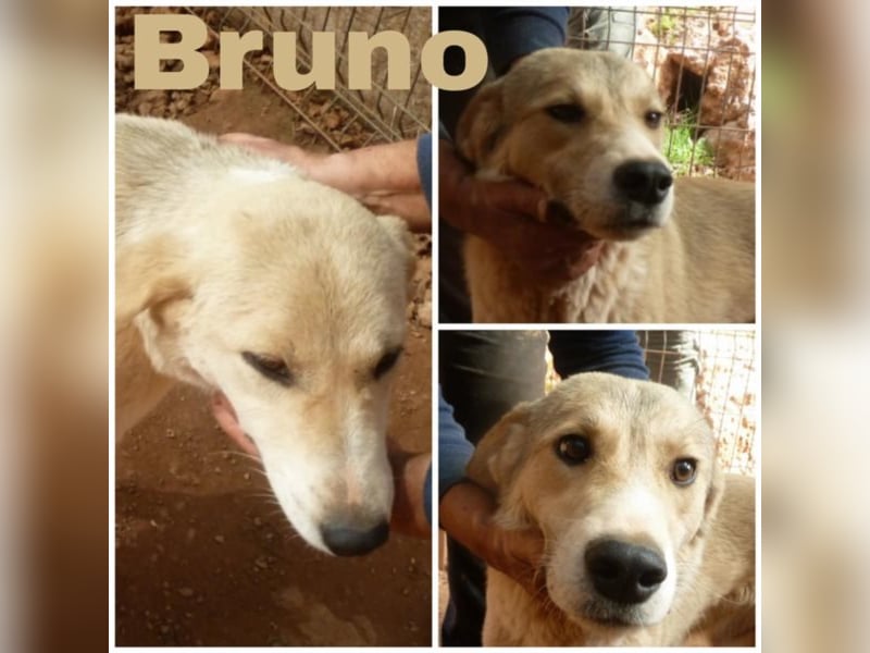 Bruno sucht seine Familie