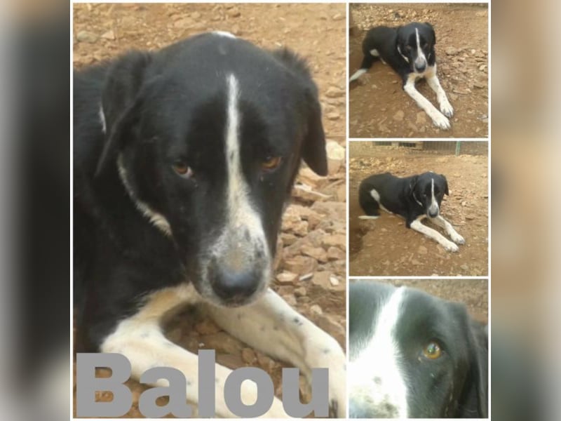 Balou sucht seine Familie