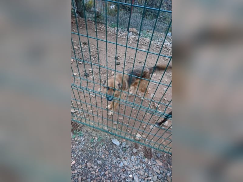 Rene sucht sein Für-Immer-Zuhause