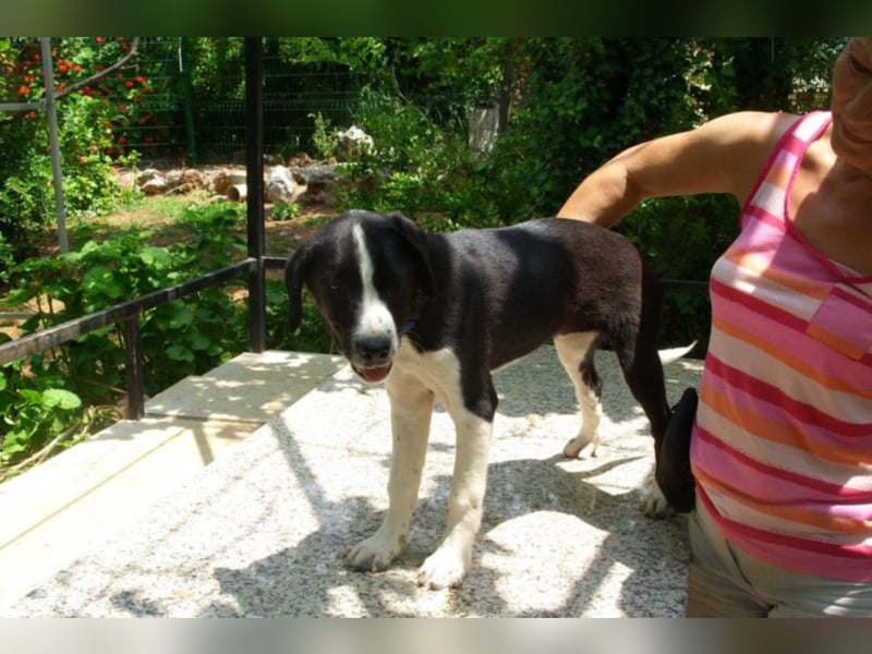 Balou sucht seine Familie
