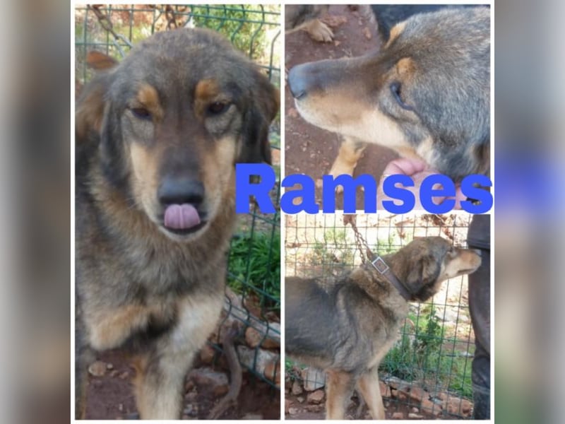 Ramses - perfekter Anfängerhund