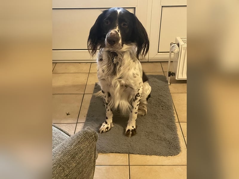 Wonky, benötigt dringend ein neues Zuhause