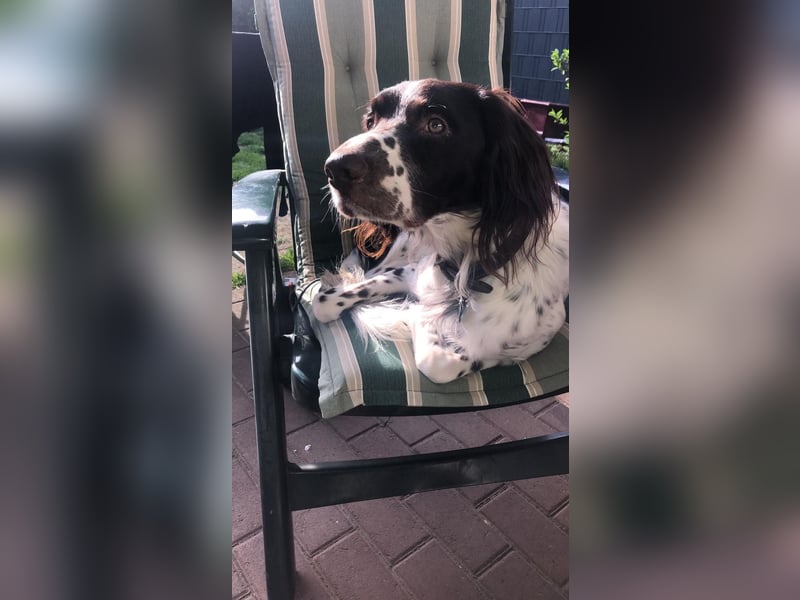 Wonky, benötigt dringend ein neues Zuhause