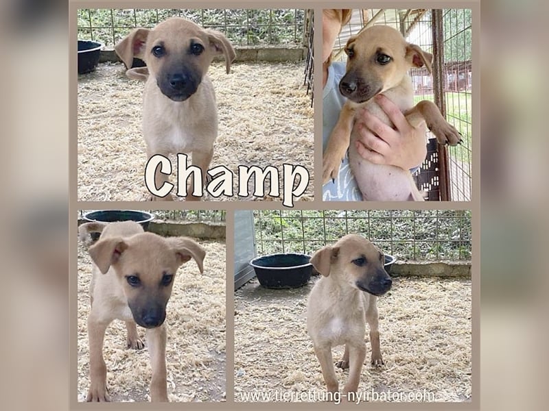 CHAMP, zuckersüsser Fratz