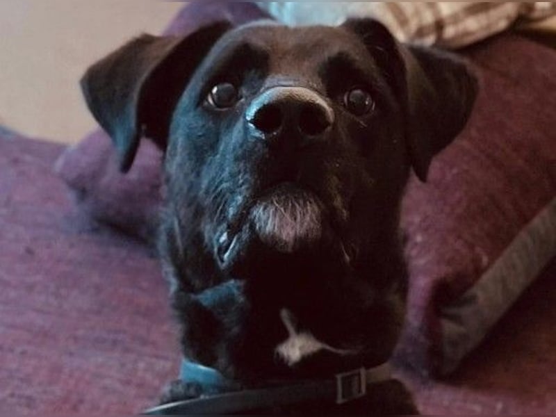 Oreo sucht sein Für-Immer-Zuhause