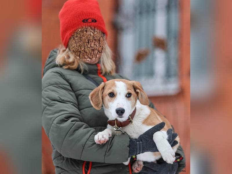 Beagle Mix Eros - sehr lieber Welpe