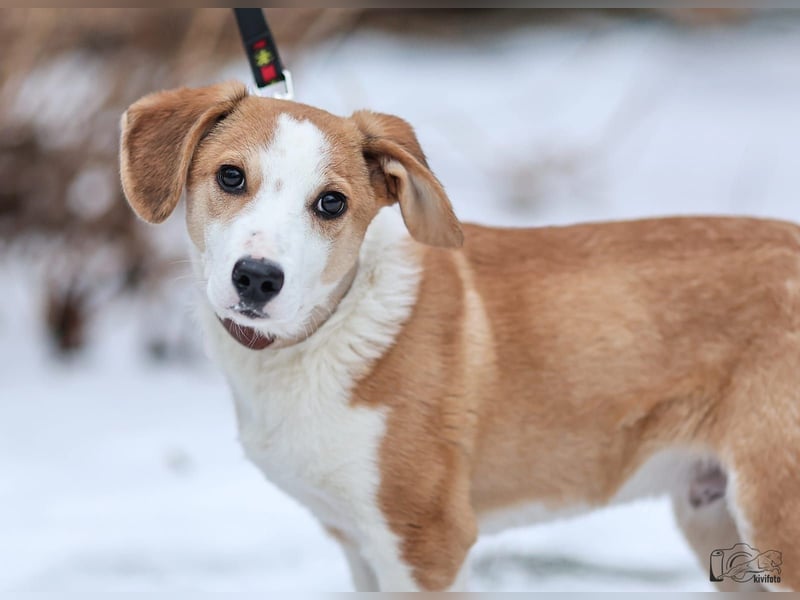 Beagle Mix Eros - sehr lieber Welpe