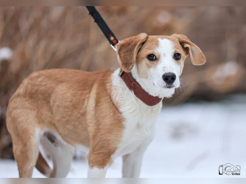 Beagle Mix Eros - sehr lieber Welpe