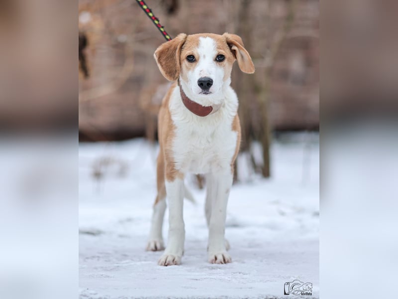 Beagle Mix Eros - sehr lieber Welpe