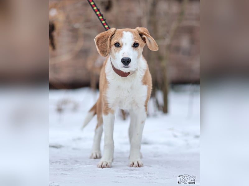 Beagle Mix Eros - sehr lieber Welpe