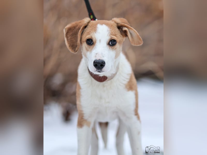 Beagle Mix Eros - sehr lieber Welpe