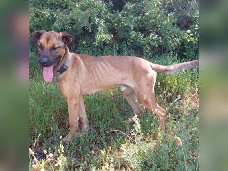 Sanson
