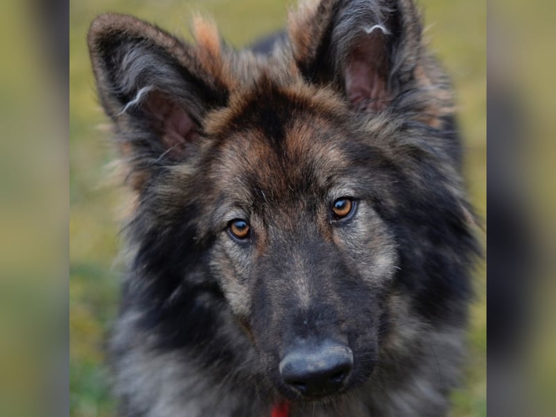 Balto